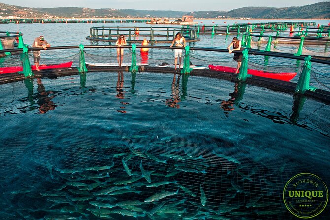 An Unforgettable Day With Fish, Wine and Olive Oil Tasting - Is the $79.82 price good value?