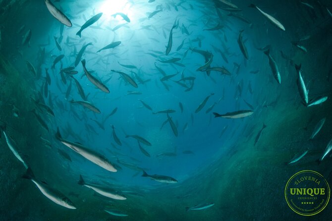 An Unforgettable Day With Fish, Wine and Olive Oil Tasting - Weather, cancellation, and planning details