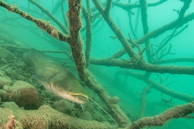 Diving Bled - Key details before you book