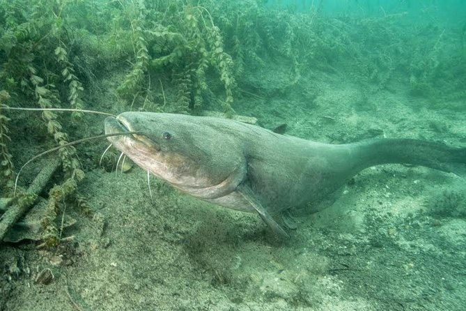 Diving Bled - What makes Lake Bled different underwater