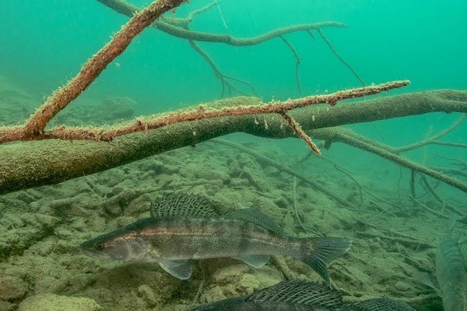 Diving Bled - Around the island: catfish, carp, and quiet water