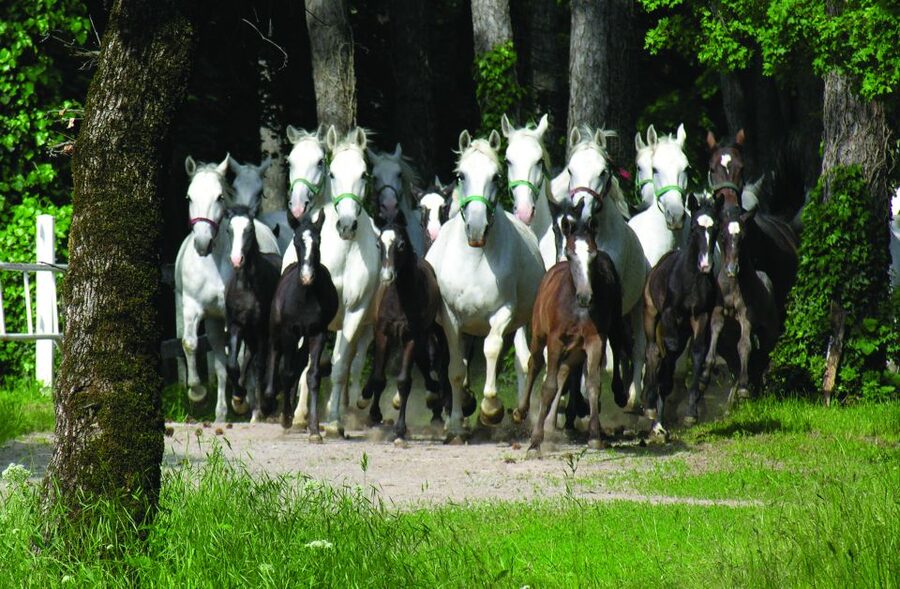 From Ljubljana: Lipica Stud Farm and Piran Full-Day Tour - Piran’s Venetian lanes and sea views