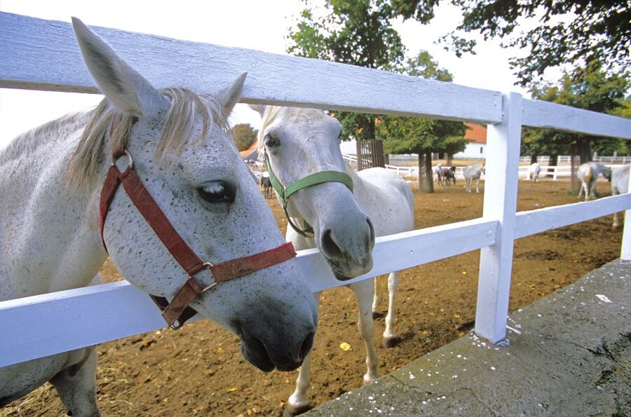 From Ljubljana: Lipica Stud Farm and Piran Full-Day Tour - Lipica Stud Farm and the white horses