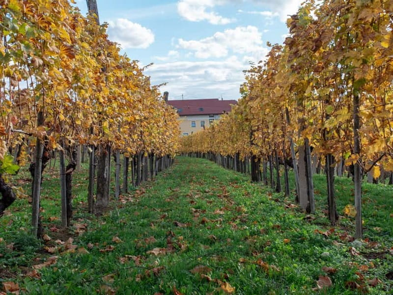 From Ljubljana: Vipava Valley Wine Express Tour - Should you book the Vipava Valley Wine Express?