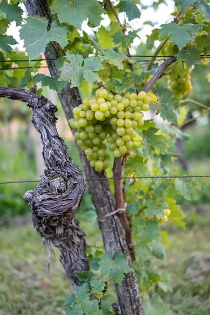 From Ljubljana: Vipava Valley Wine Express Tour - Why Vipava Valley makes a fine wine day