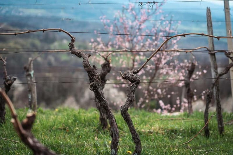 From Ljubljana: Vipava Valley Wine Express Tour - Price and what you receive for $112