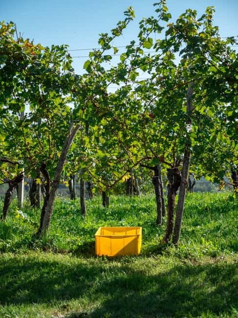 From Ljubljana: Vipava Valley Wine Express Tour - Timing, pickup, and a few practical tips