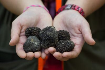 Gažon – Istria: Truffles Hunting & Cooking & Tasting