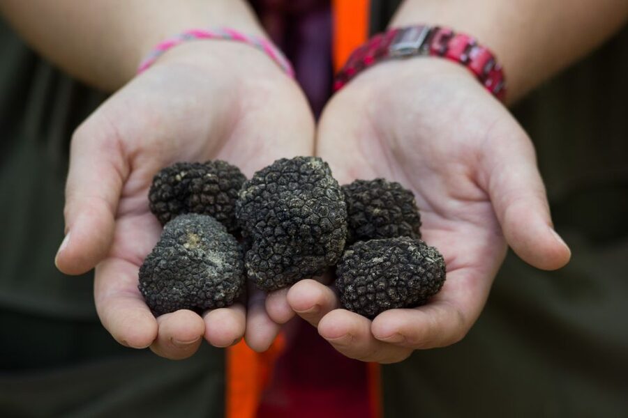 Gažon - Istria: Truffles Hunting & Cooking & Tasting - Following the hunter and dog into the search