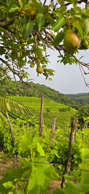 Goriška Brda: Wine Walk and Tasting - Key points to know before booking