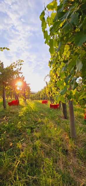 Goriška Brda: Wine Walk and Tasting - Why Goriška Brda makes a good wine stop
