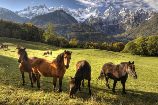 Horse Riding in Bled - Timing, weather, and the one serious warning