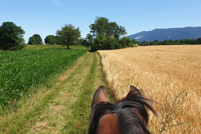 Horseback Riding In Bled - How the timing and price affect the value
