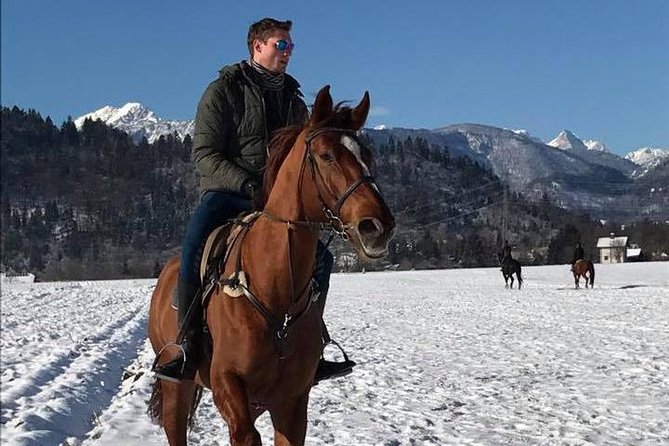 Horseback Riding In Bled - Horses that suit first-time riders