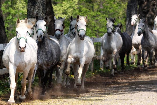 Lipica Stud Farm and Skocjan Caves from Koper - Lipica Stud Farm and the white horses