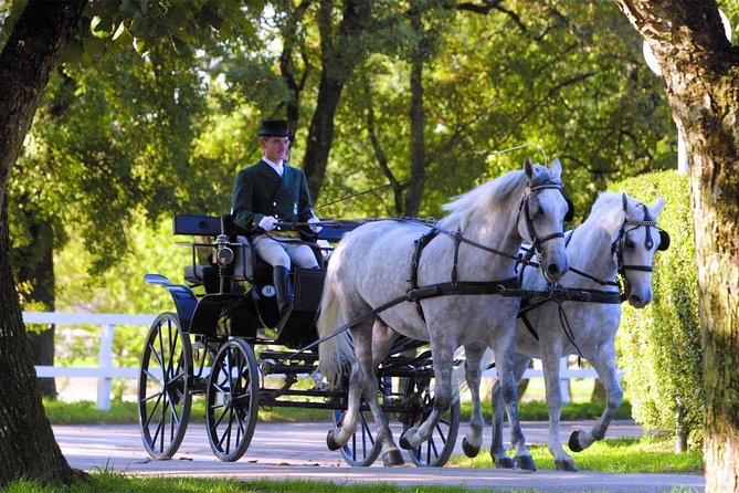 Lipica Stud Farm- Private Experience from Koper - Key points before you book