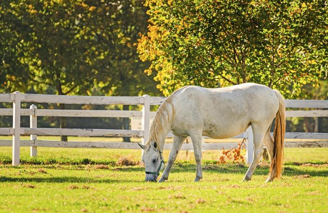 Lipica Stud Farm- Private Experience from Koper - The 45-minute drive through Slovenia’s Karst region