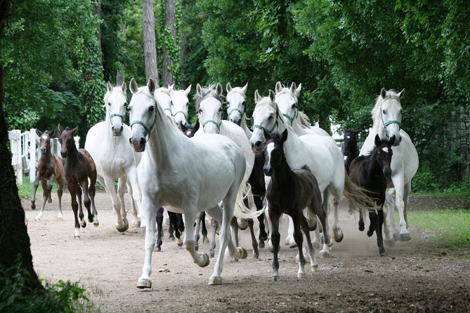 Lipica Stud Farm- Private Experience from Koper - Lunch is optional, not part of the price