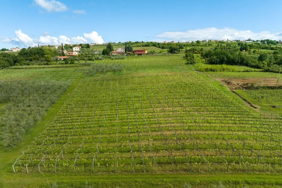 Olive Oil Tasting a Journey of Flavors and Aromas - Why Marezige makes a good olive oil stop