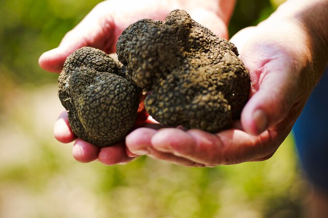 TRUFFLES: Hunting & Tasting in Istria, Slovenia - Is $80.29 a fair price?