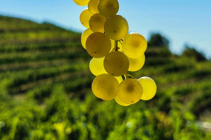 Wine Degustation in the Heart of Slovenian Istria - Olive oil from Santomas’s own trees